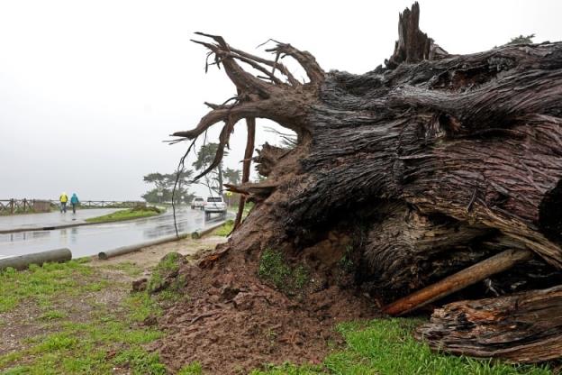 A toppled tree is seen in Santa Cruz, Calif., after the San Francisco Bay Area and much of Northern California were hit by severe weather.