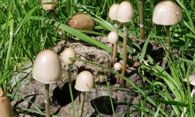 Egghead mottlegill toadstools, growing in an old cowpat