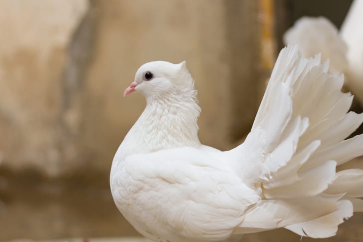 White Indian Fantail pigeon.