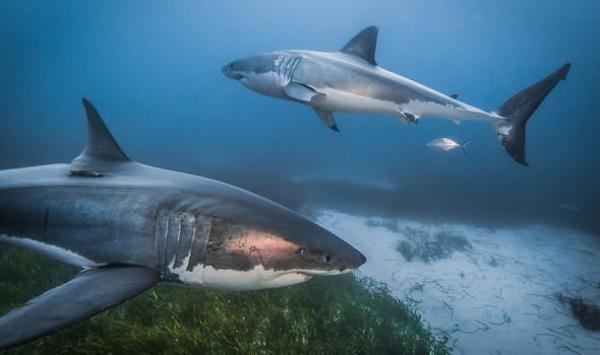 Scientists believe there was a cannibal shark in the waters