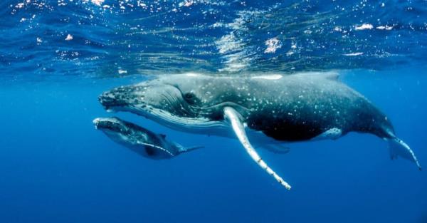 mother and baby humpback whale swimming together