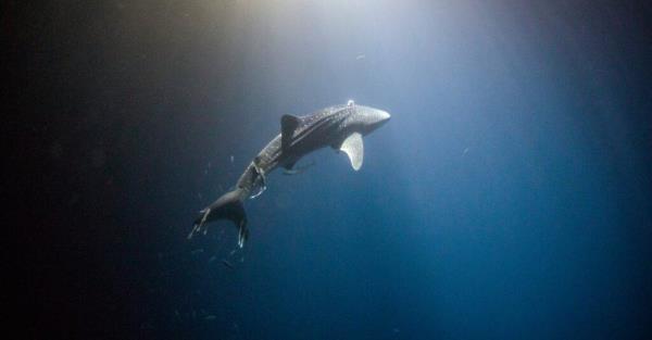 Baby Whale Shark - Juvenile Swimming the Ocean