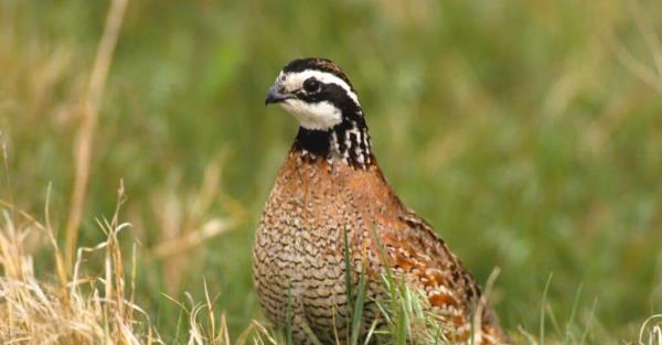 Birds that eat ticks: Quail