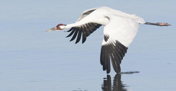 Largest Crane - Whooping Crane