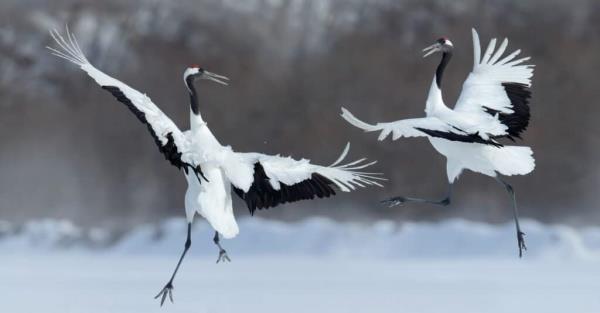 Animals That Dance