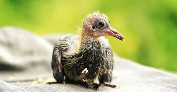 baby-pigeon-portrait