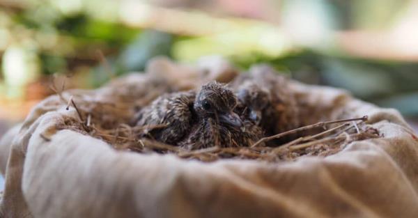 baby-pigeon-newborn