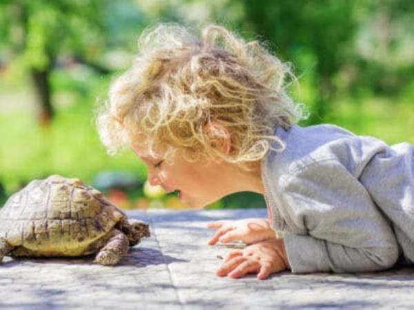 A The Best Turtle Food for a Healthy Pet