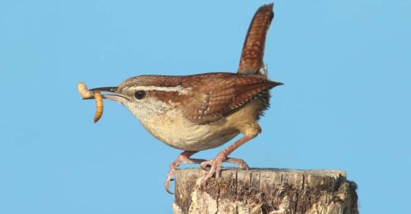 What do wrens eat - Carolina wren