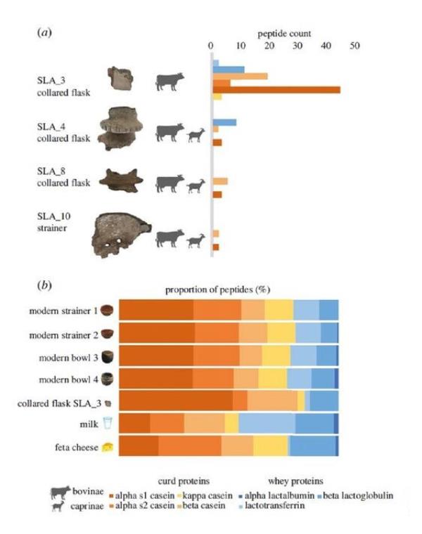 The team found evidence of different dairy animals