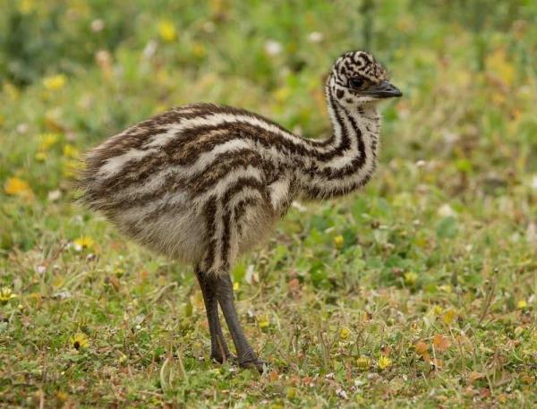 Australian emu chick (Dromaius novaehollandiae) standing on grass.