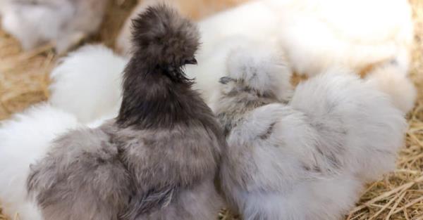 Silkie chicken chicks