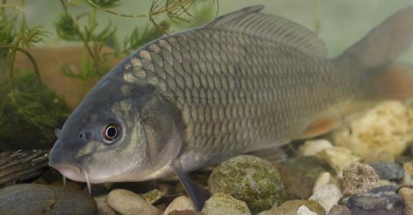 Carp swimming in river