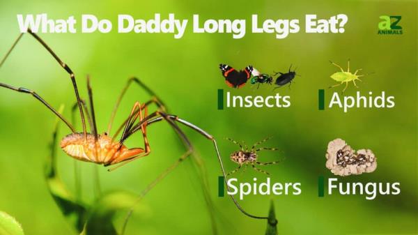 What Do Daddy Long Legs Eat