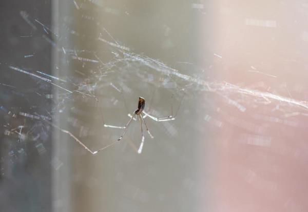 Daddy long legs web