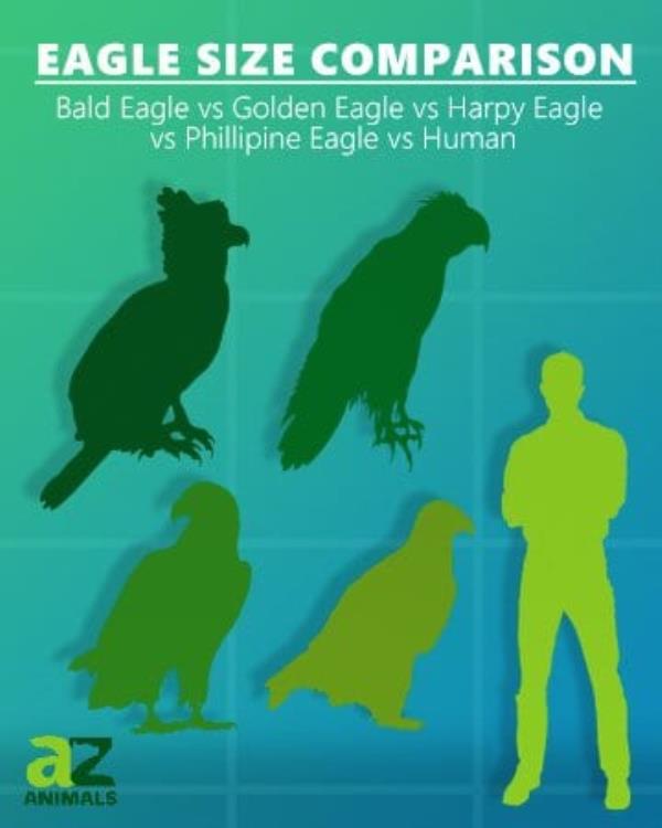 eagle size comparison human bald eagle golden eagle harpy eagle Philippine eagle