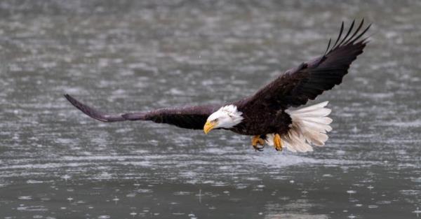 Largest Eagles in the World: American Bald Eagle