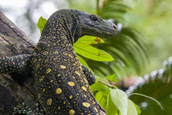 An adult crocodile mo<em></em>nitor in a tree