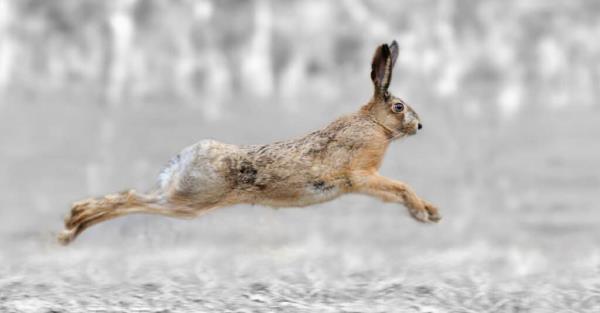 What Do Jackrabbits Eat - Hare Running