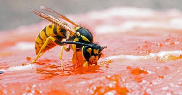 What do yellowjackets eat - yellowjacket eating sockeye salmon