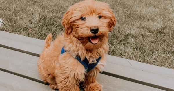 Petite Goldendoodle playing outside.