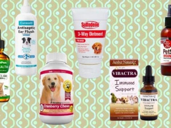 A Antibiotics for Dogs: Updated for 2022