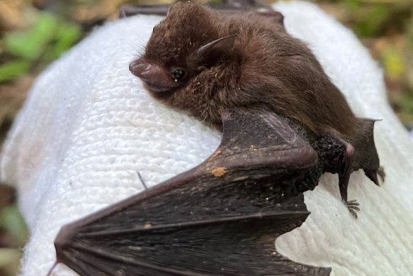 A Pacific Sheath-tailed bat on the Fijian Lau island in the Pacific.