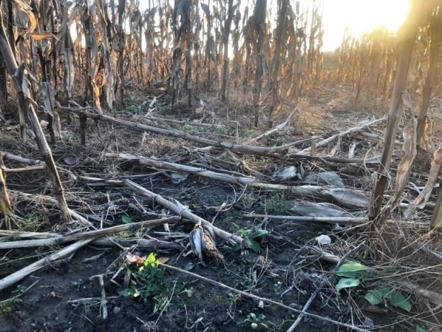 half-chewed cobs of corn lay on the ground of a field. 