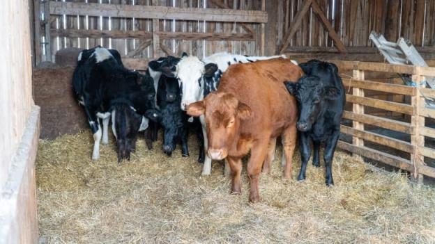 Half a dozen cows stand in the corner of a barn standing on top of hay. 