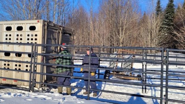 A transport truck for farm animals is closed by two people. Around them are animal enclosures. 