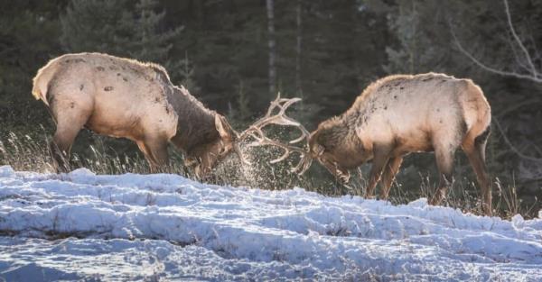 Sparring Elk in Banff Natio<em></em>nal Park, Alberta, Canada.