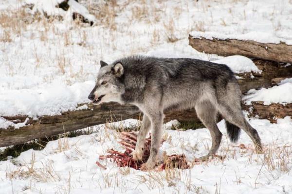 Tundra Wolf