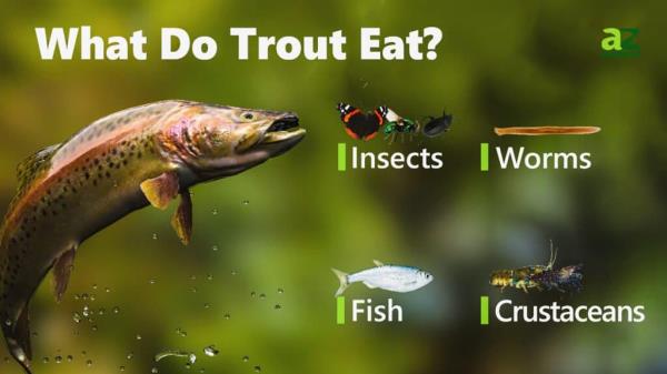 What Do Trout Eat