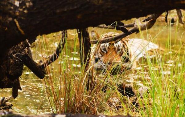 Tiger Inside Water