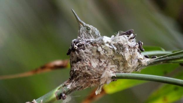 A baby hummingbird is seen in its nest.