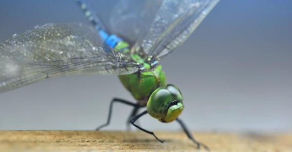 Largest drago<em></em>nfly - common green darner