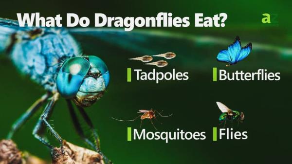 What Do Drago<em></em>nflies Eat