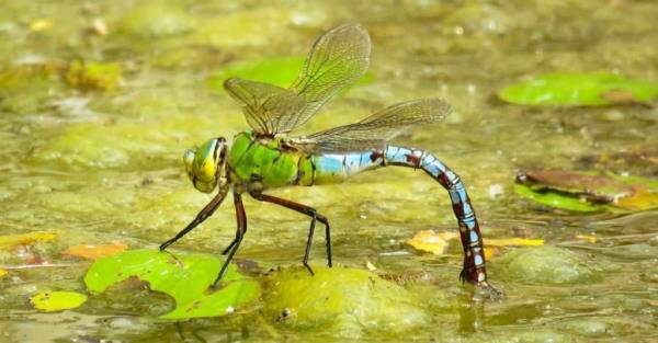 Emperor Drago<em></em>nfly on a pond, UK