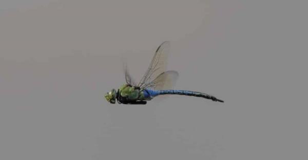 Largest drago<em></em>nfly - giant darner