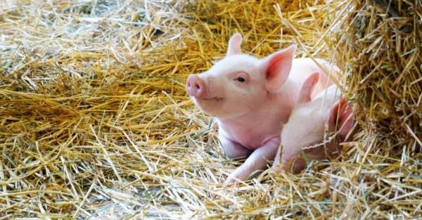 baby-pig-smiling