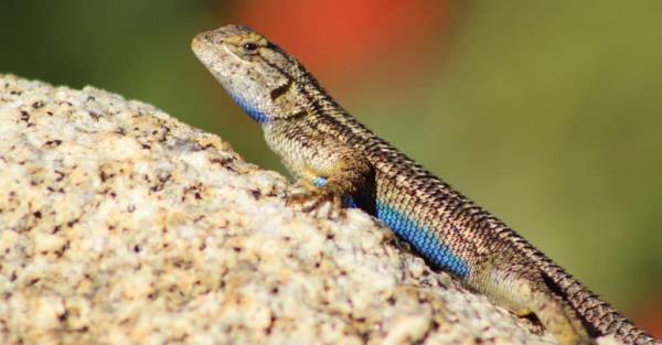 Blue belly lizard on rock 