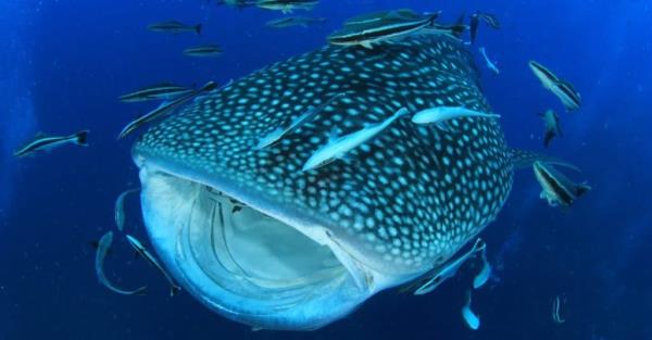 Biggest Fish in the World: Whale Shark