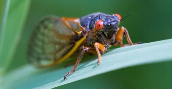 Wher<em></em>e Are Cicadas Located