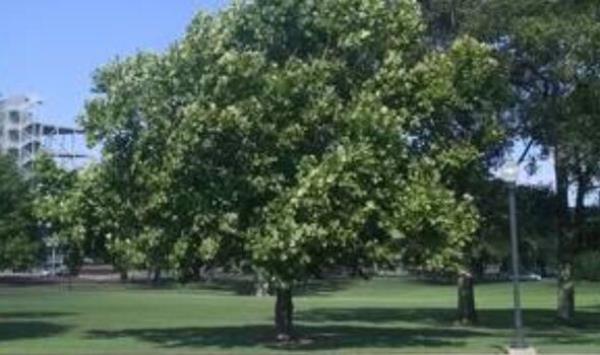 NASA Moon Tree in Mississippi