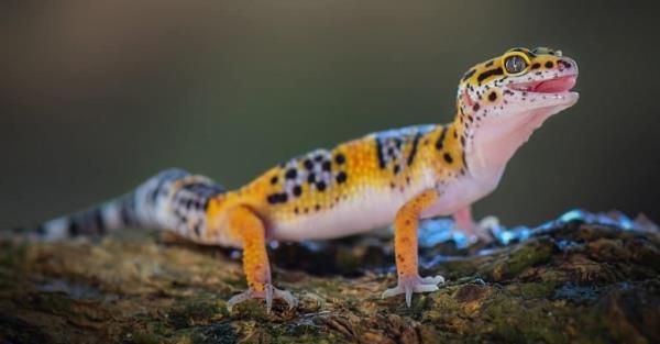 top 10 non-traditio<em></em>nal pets - leopard gecko