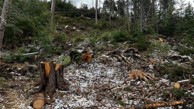 Cut tree stumps are seen on the side of a hill. Some still-standing trees are seen in the background.