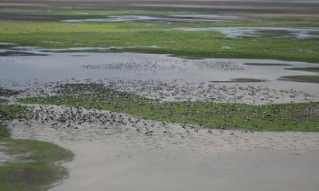 A large flock of birds flies across a waterway