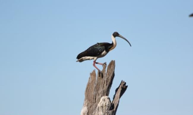 A black and white long-billed waterbird sits atop a dead stump