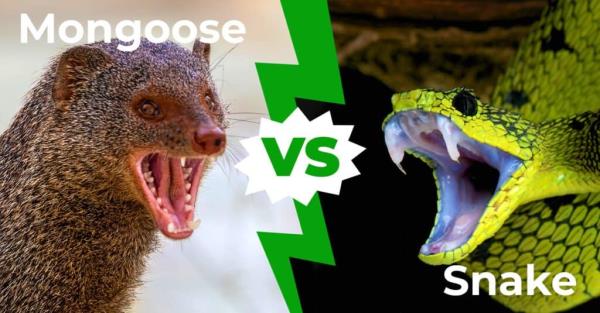 mo<em></em>ngoose vs snake