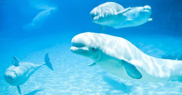 family-of-baby-beluga-whales